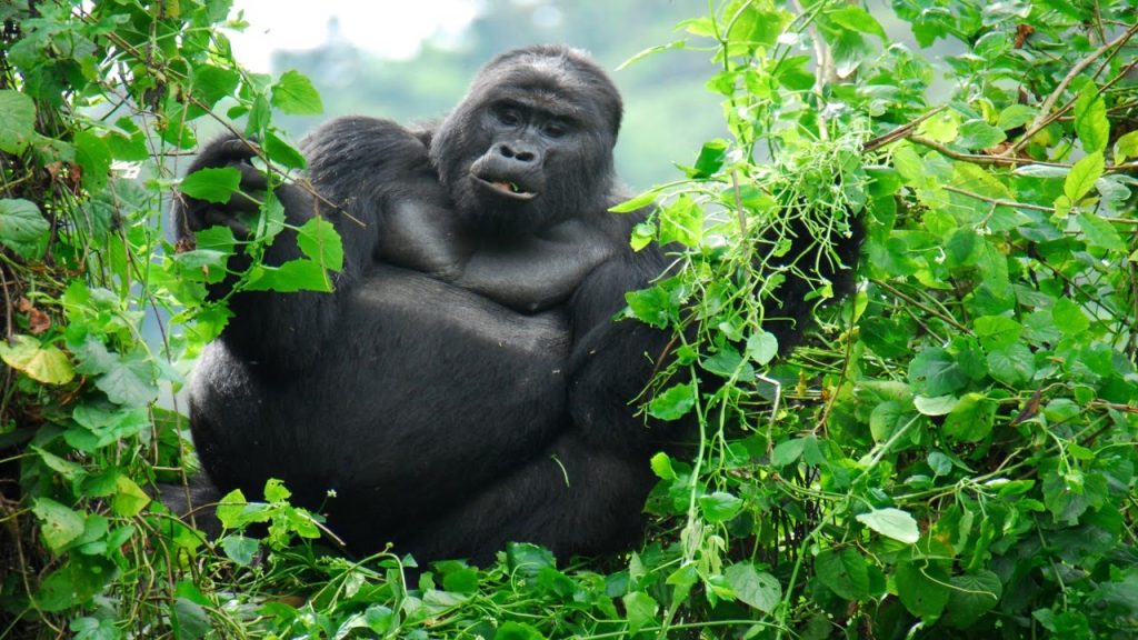 Gorillas-attract-tourists-to-Uganda