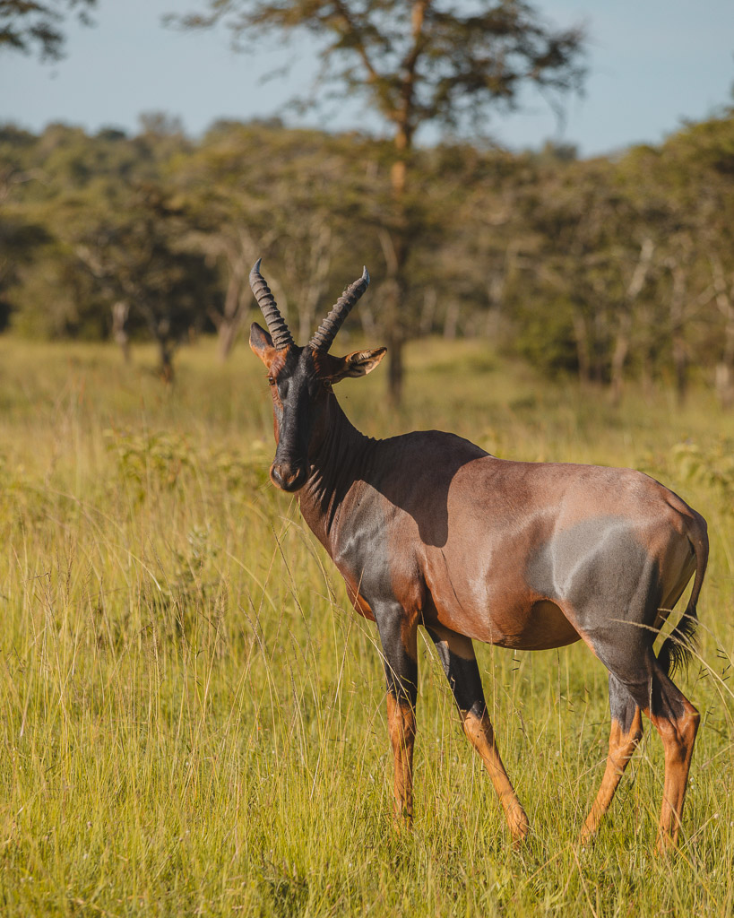 Lake Mburo game