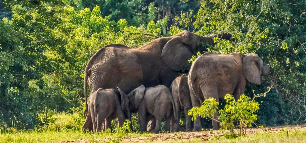 Murchison Falls National Park Uganda