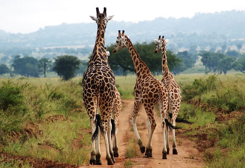 giraffe evening walk