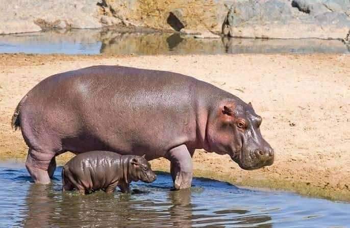 hippo at lake mburo