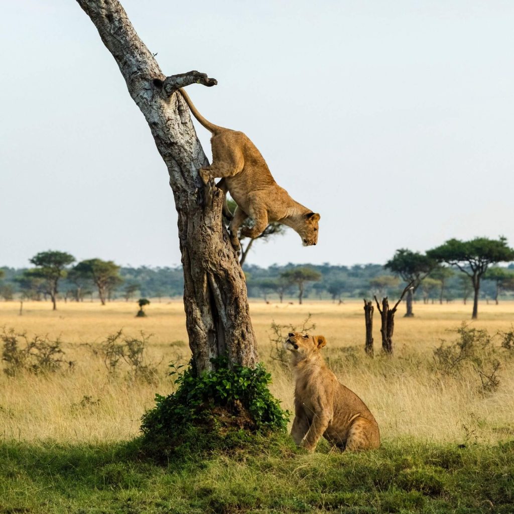 lions in the park