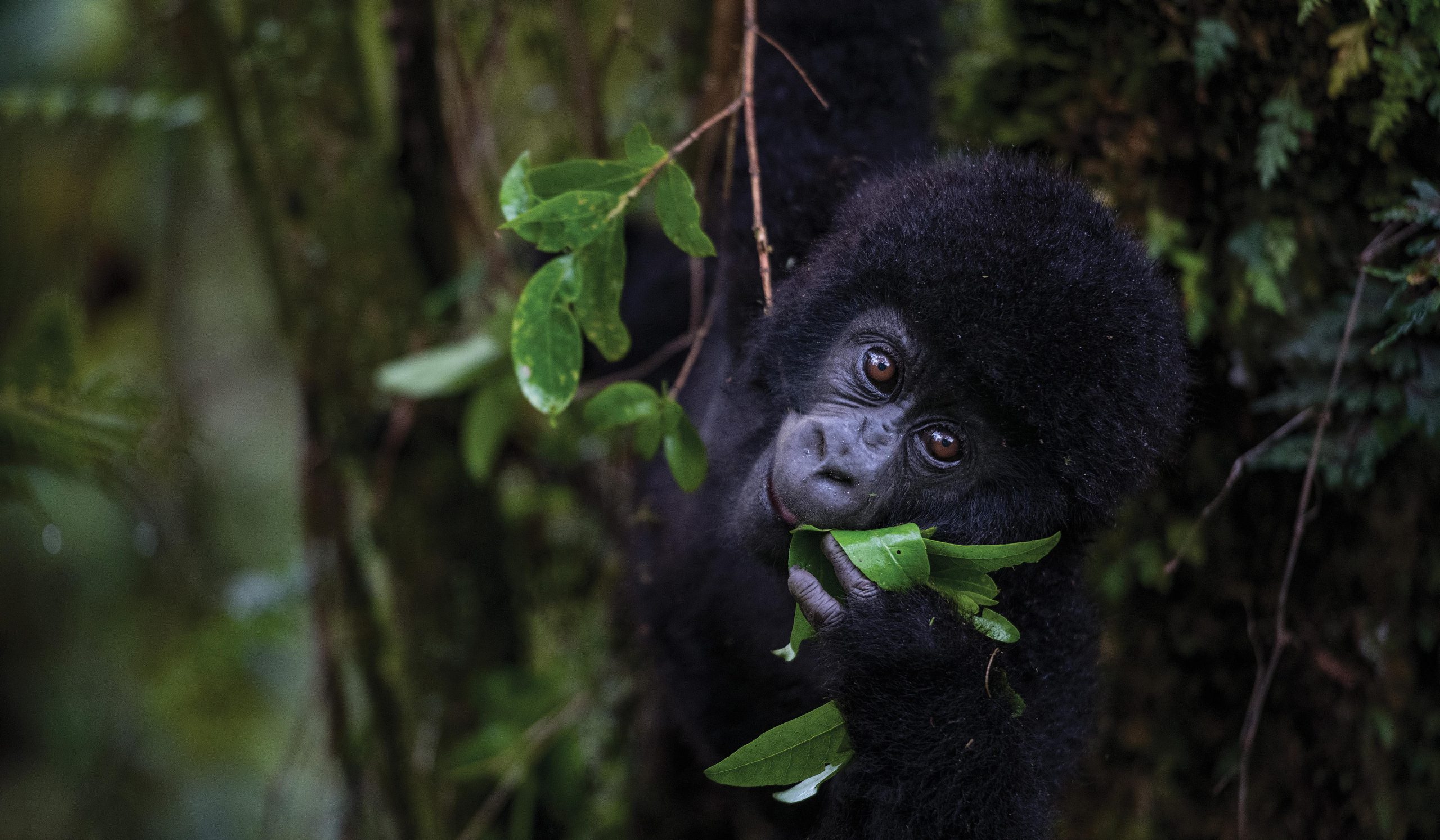 Gorilla trekking uganda