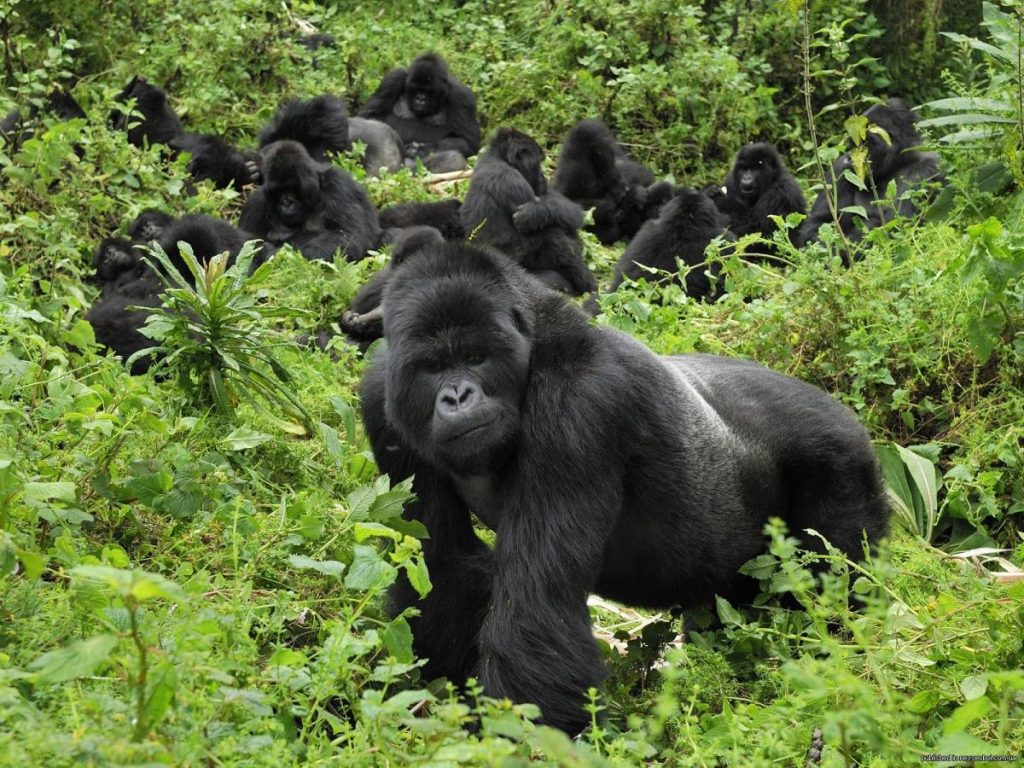 mountain gorillas