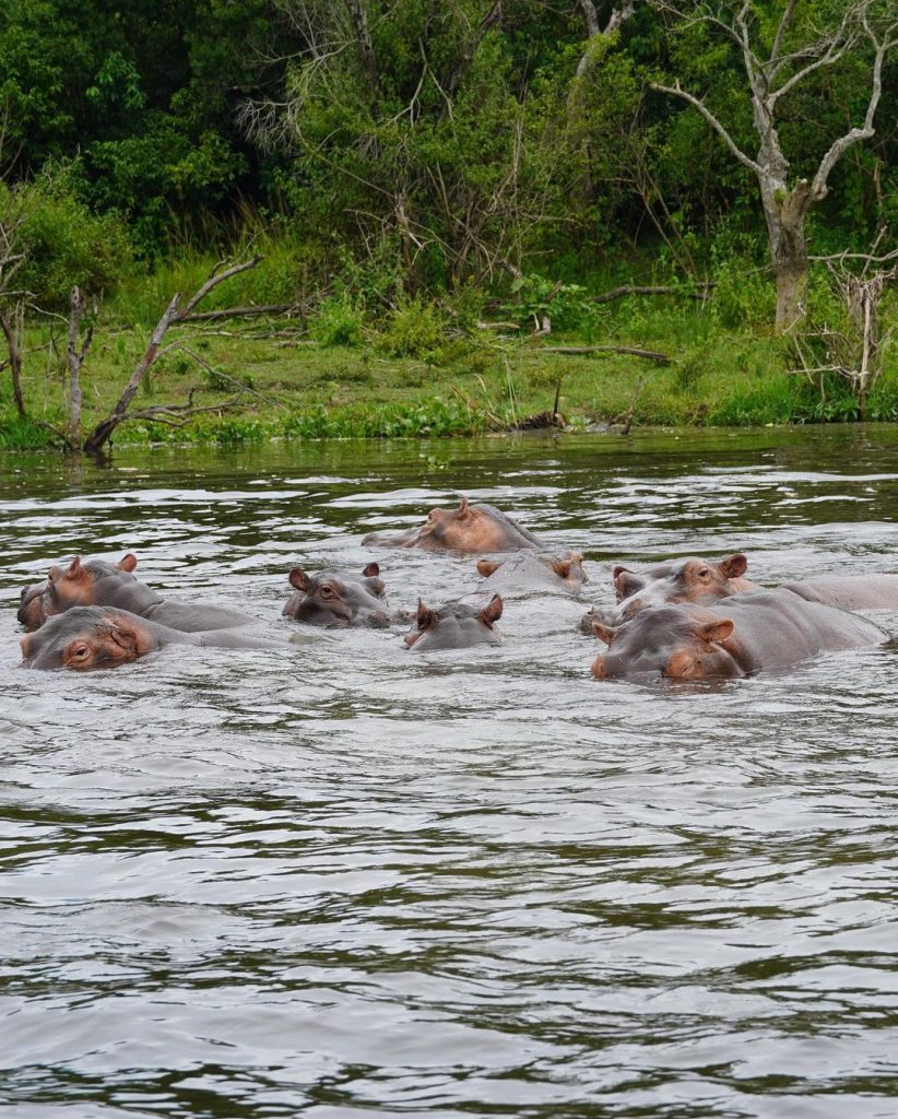 murchison falls wildlife