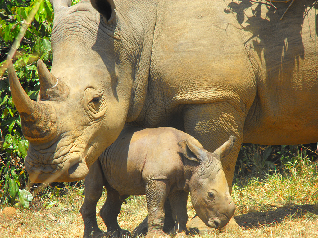 rhinos in ziwa sanctuary