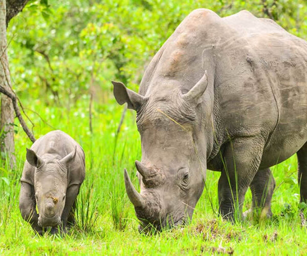 Ziwa Rhino Sanctuary