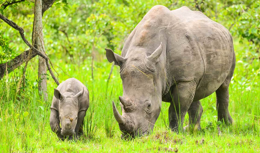 Ziwa Rhino Sanctuary