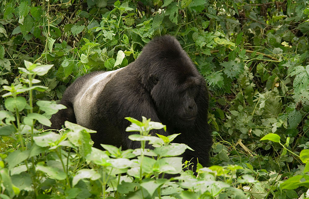 Bwindi Impenetrable Forest National Park