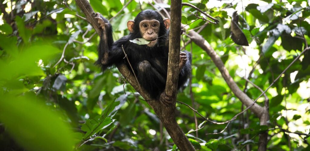 Chimpanzee trekking in Budongo