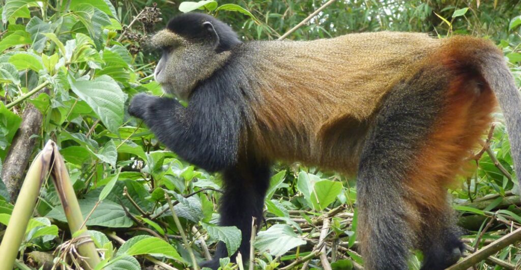 Golden-Monkey-Trekking-in-volcanoes-national-park