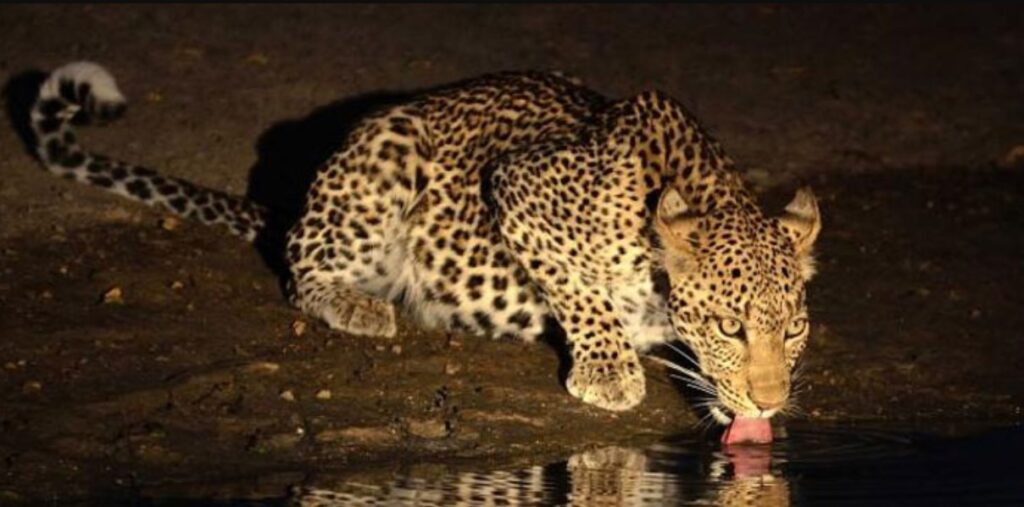 Night-game-drives-in-Lake-Mburo-national-park