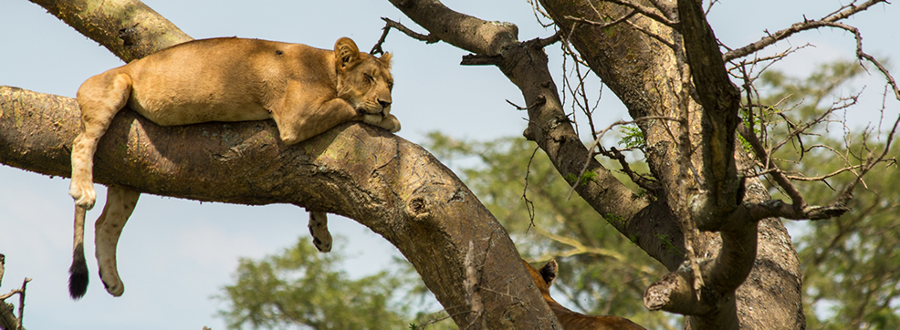 Ishasha sector - Tree climbing lions