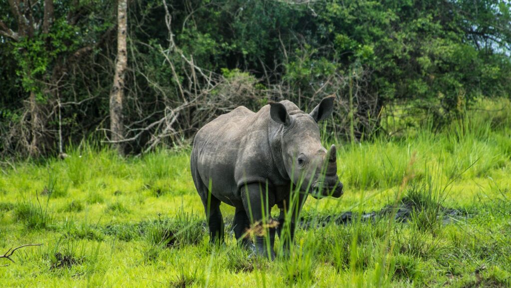 ZIWA-RHINO-SANCTUARY-UGANDA-DSC03241-1-scaled