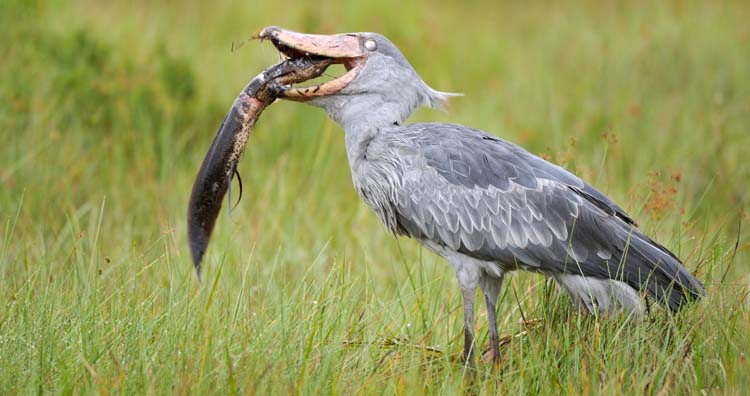 Ziwa Rhino Sanctuary - Birdwatching