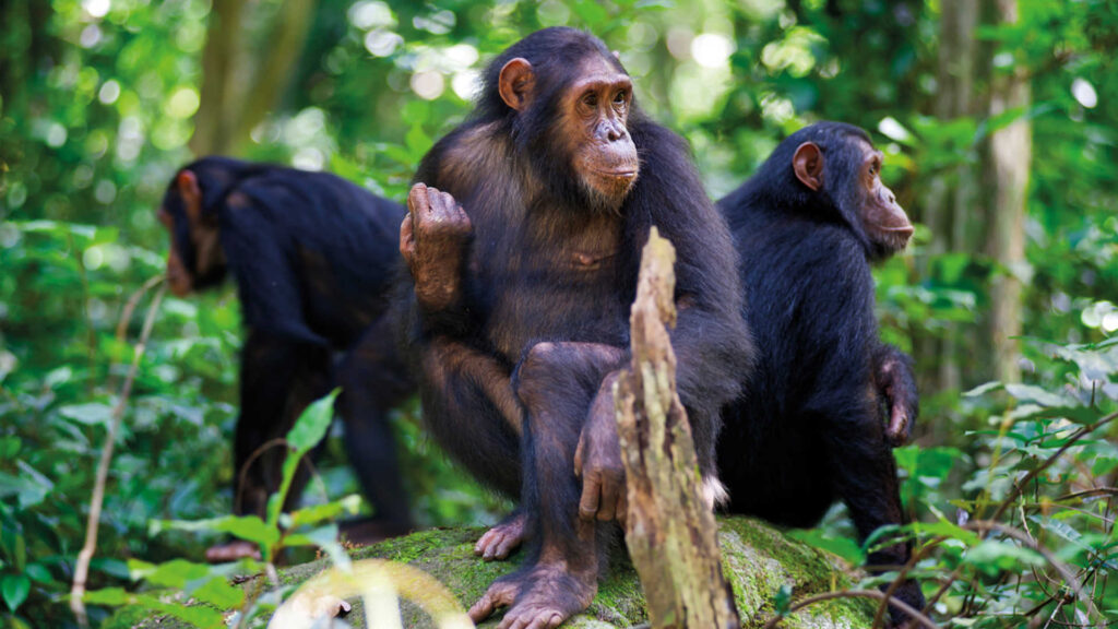 Nyungwe Forest National Park - Chimpanzee Trekking