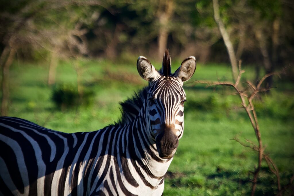 Lake Mburo National Park