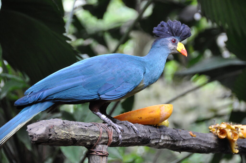 Birdwatching in Nyungwe Forest National Park