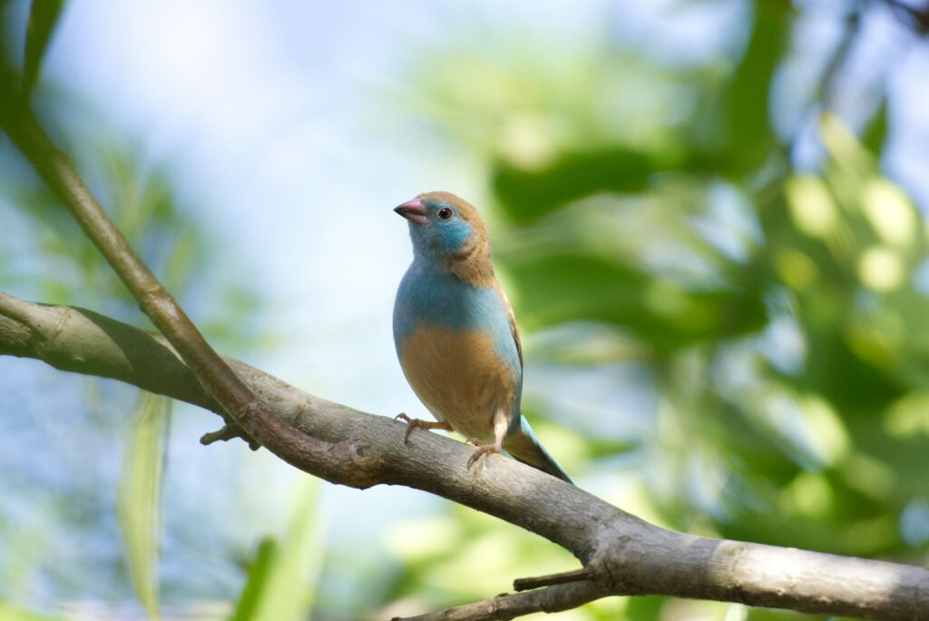 Birding Safaris in Uganda