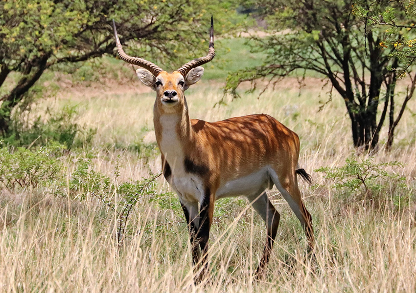 Kigezi Wildlife Reserve