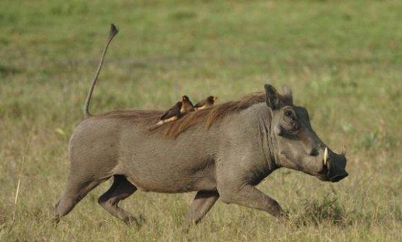 Kigezi wildlife reserve