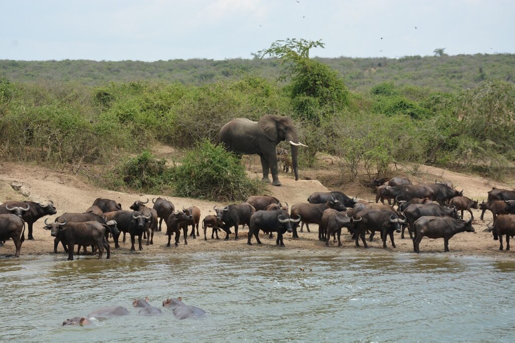 Queen Elizabeth National Park - Kazinga Channel