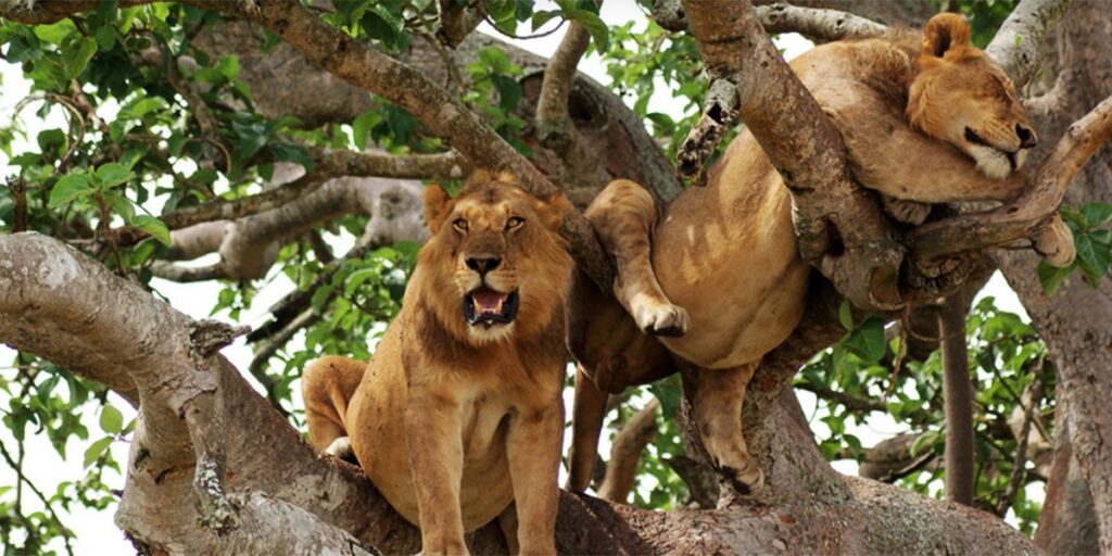 queen-elizabeth-national-park-tree-climbing-lions