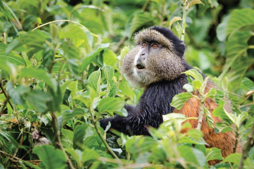 Golden Monkey trekking - Mgahinga National Park