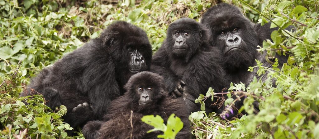 Gorilla trekking in Uganda