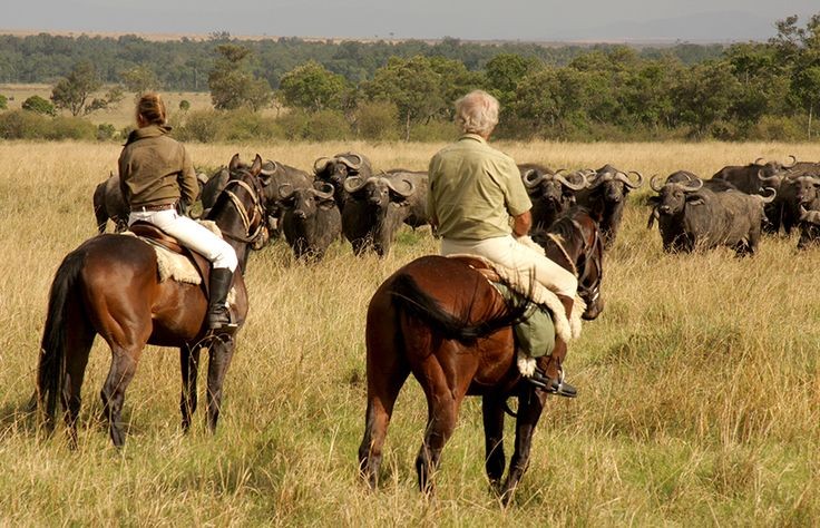 Kenya Safari Experience