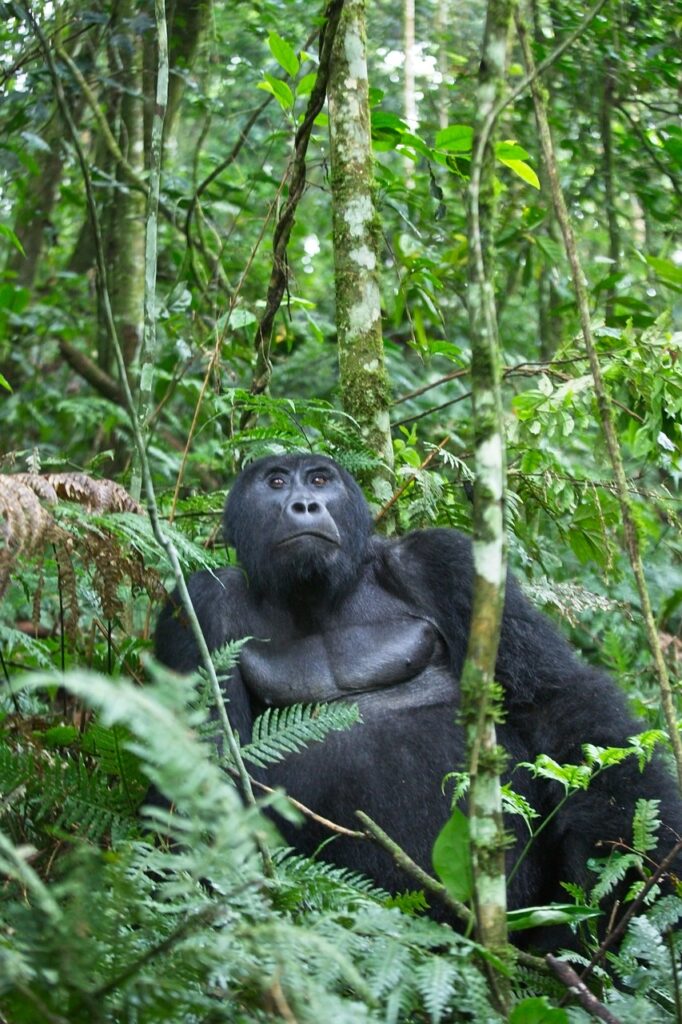 3 days Rwanda Gorilla Safari