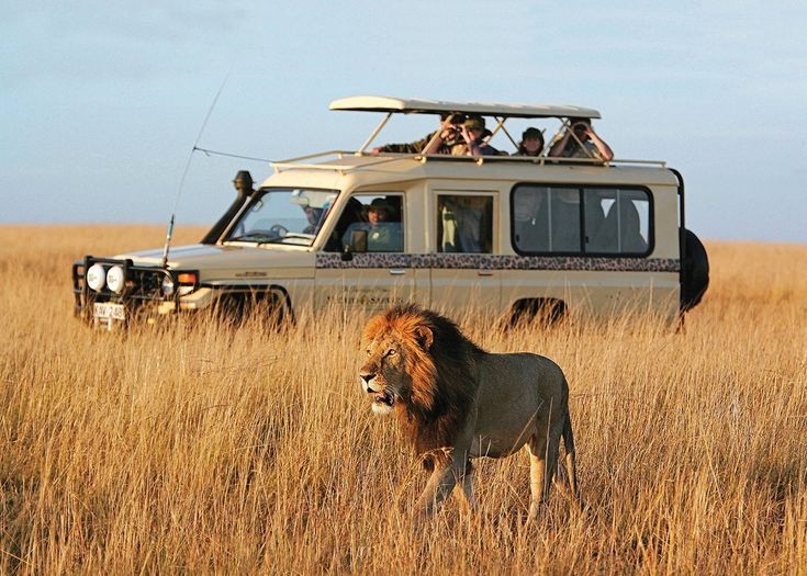 Kenya Safari Experience