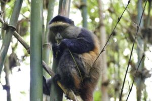 3 days Rwanda Gorilla safari - Golden monkeys 