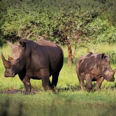 7 Days Kenya safaris