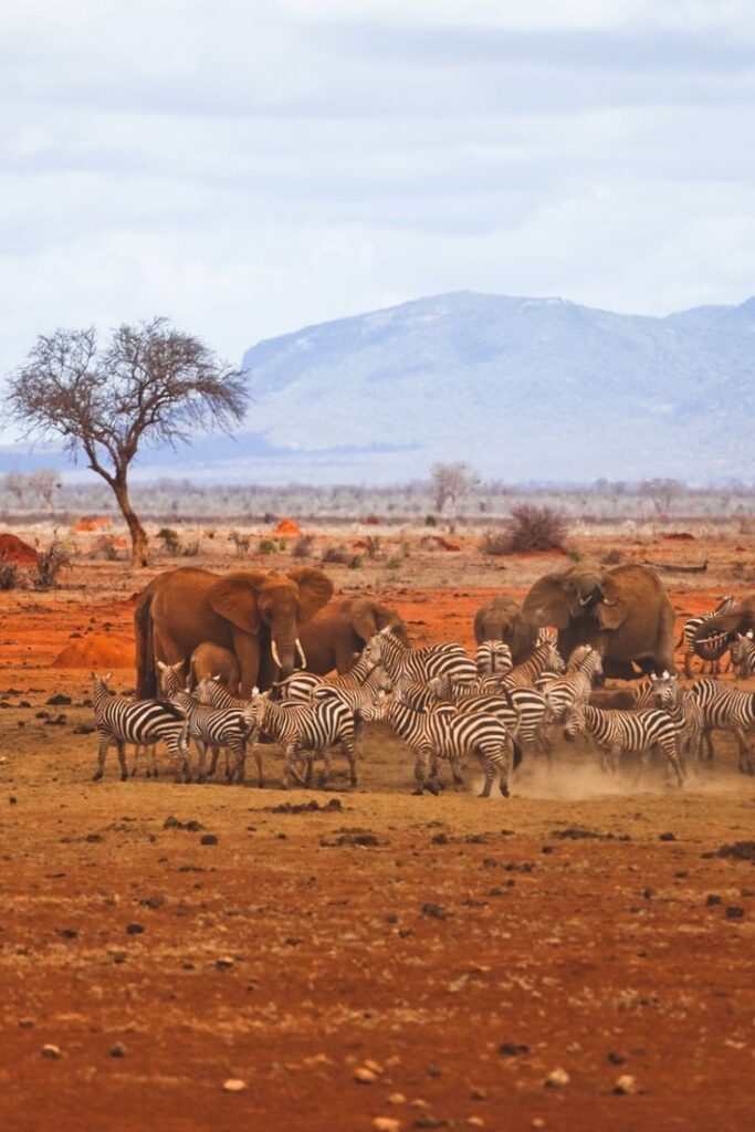 Tanzania Safari Tours