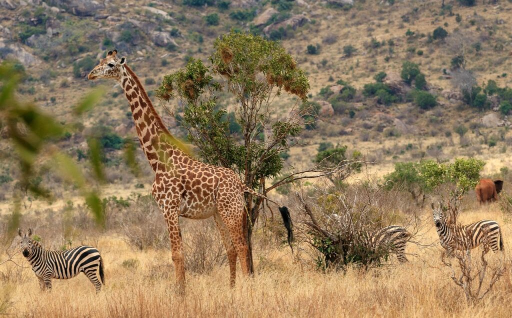 Kenya Safari Experience