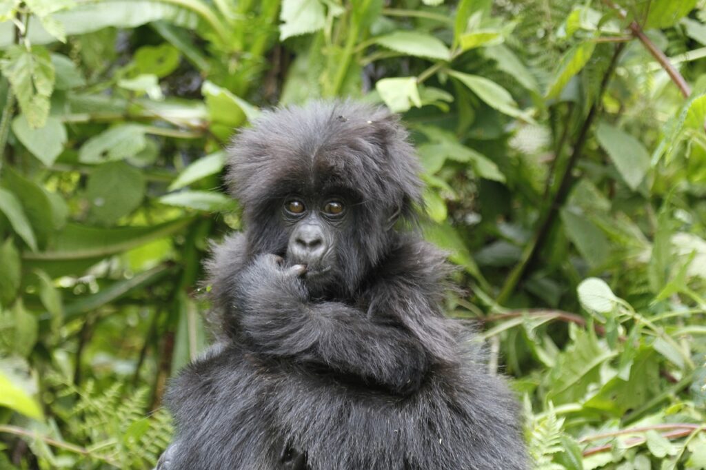 Rwanda safari tours