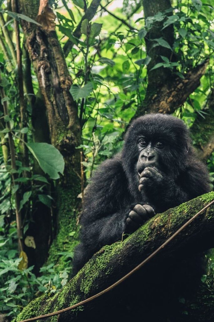 Gorilla trekking in Uganda