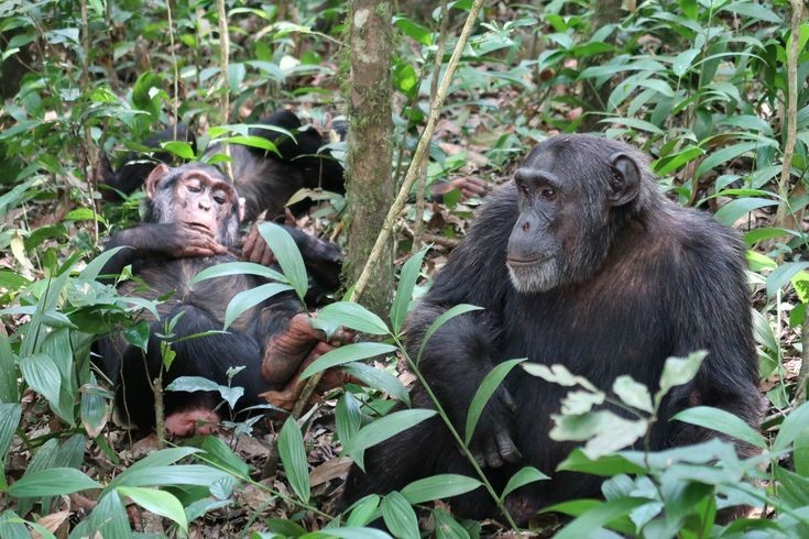 Chimpanzee trekking in Uganda