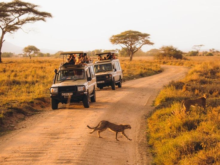 Tanzania Safari Tours