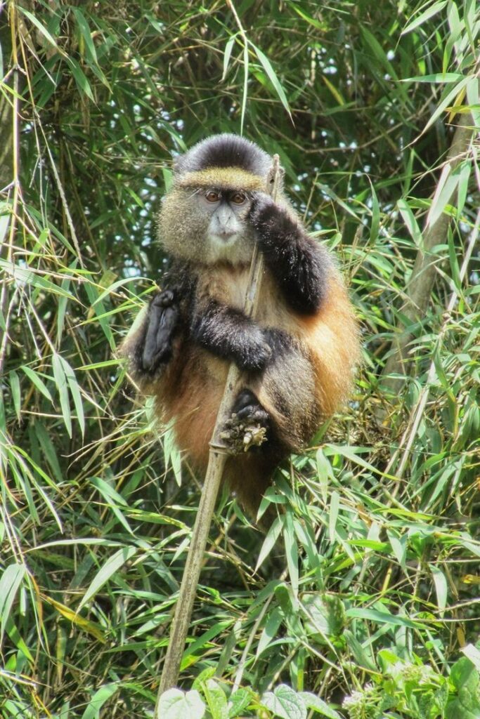 Volcanoes National Park - Golden Monkey trekking Rwanda Safari Tours