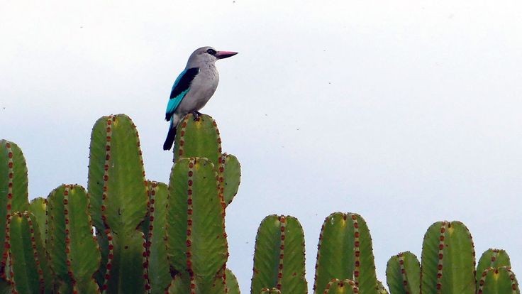 Birding safaris in Uganda