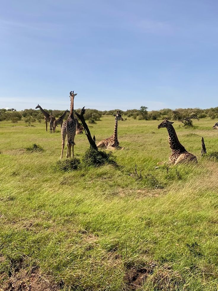 Masai Mara Safaris in Kenya