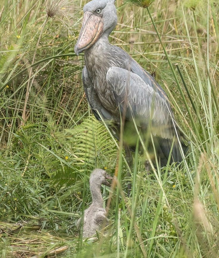 Birding safaris in Uganda