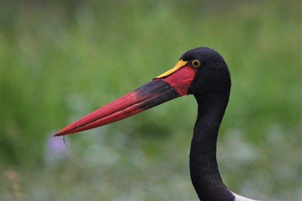 Birding safaris in Uganda