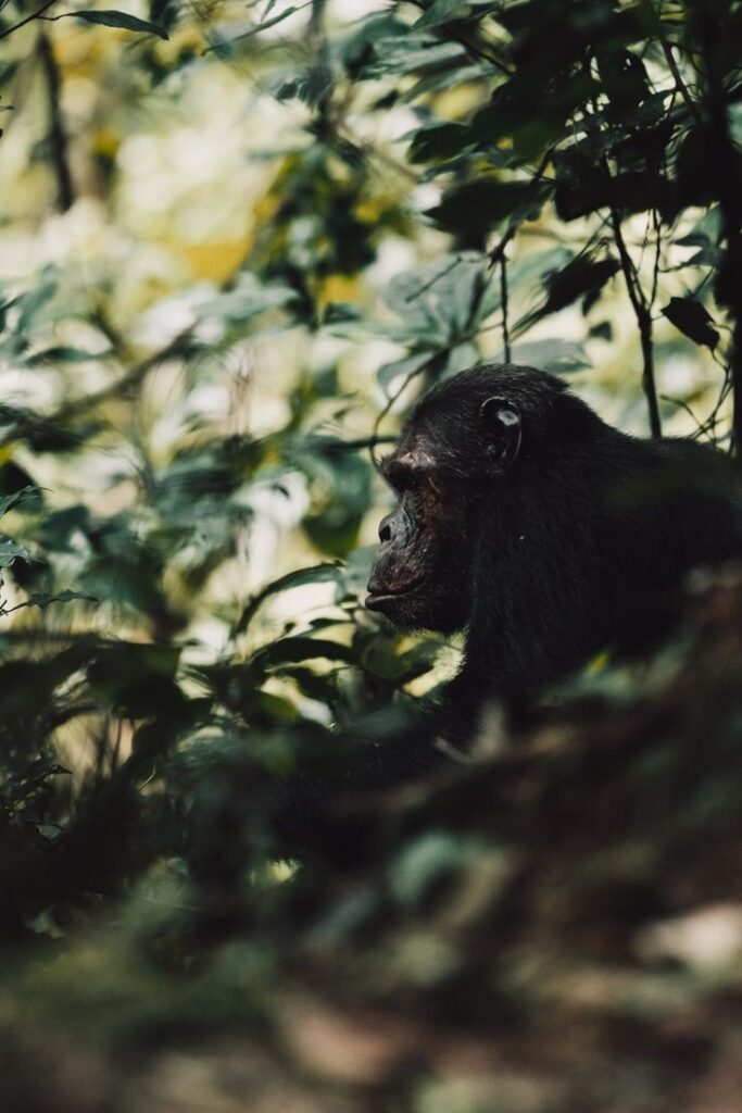 Chimpanzee trekking in Rwanda