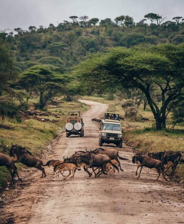 Kenya safari