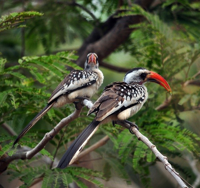 Birding safaris in Uganda