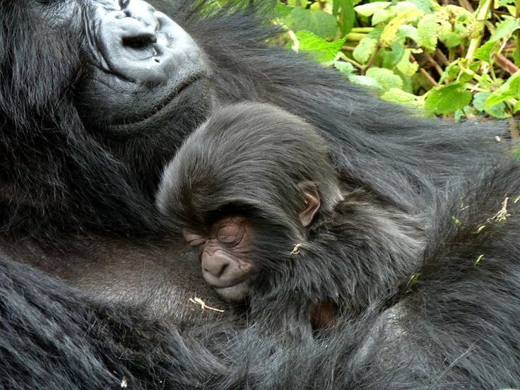 Bwindi Impenetrable Forest National Park