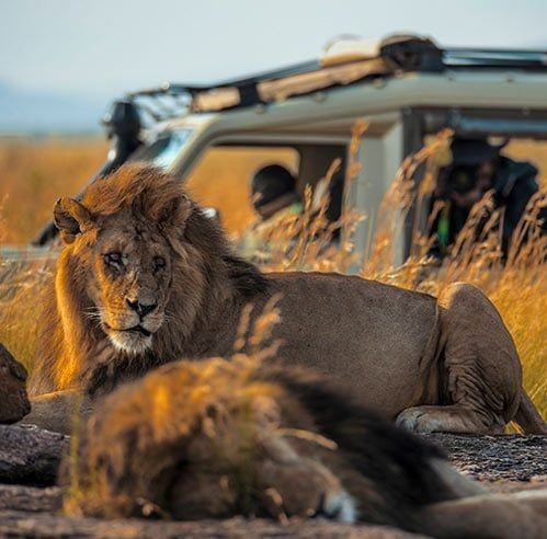 Masai Mara Safaris in Kenya